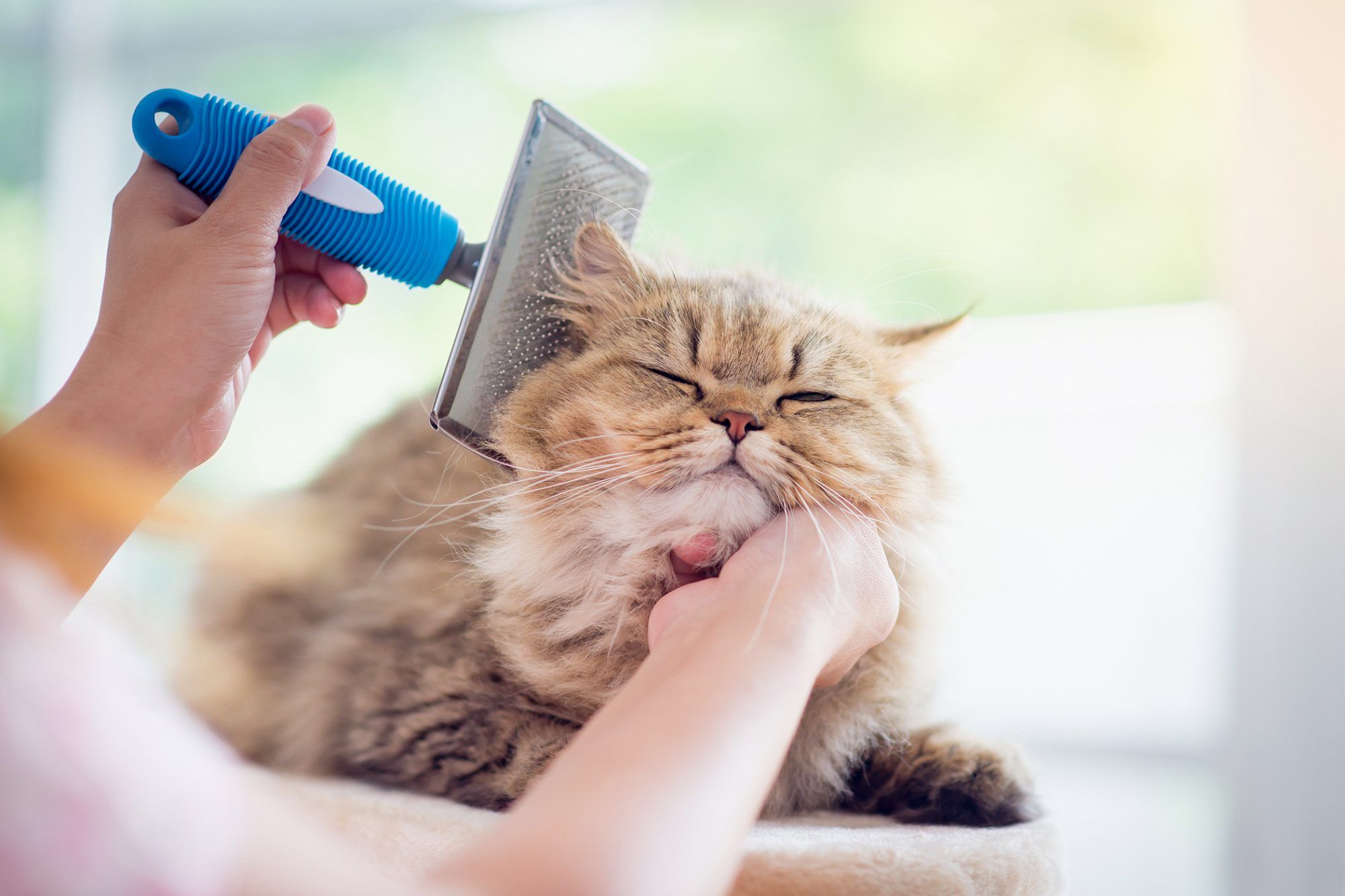 Grooming Essentials